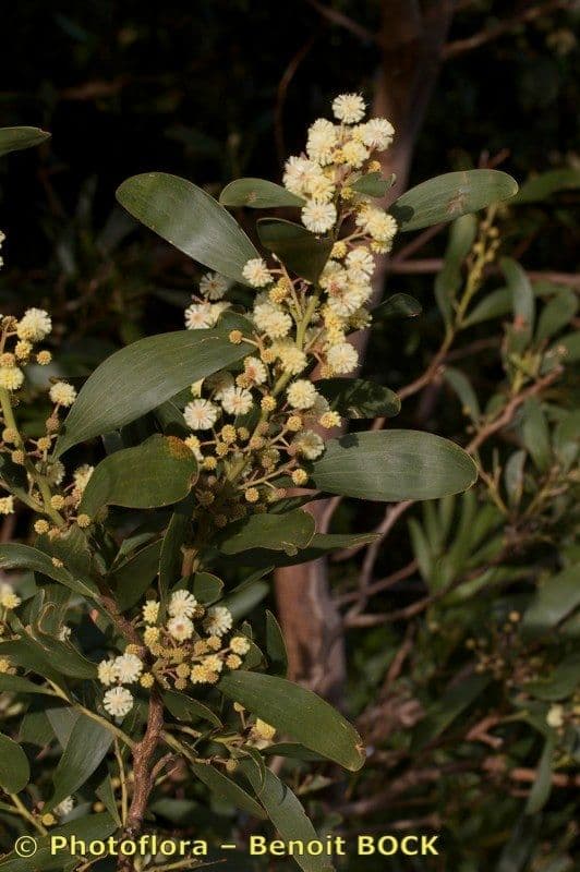 Acacia nera 25