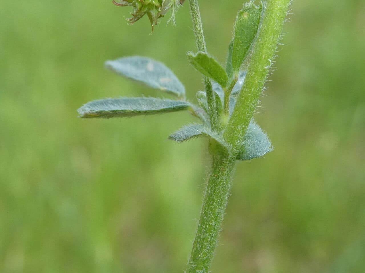 Erba medica minima 24