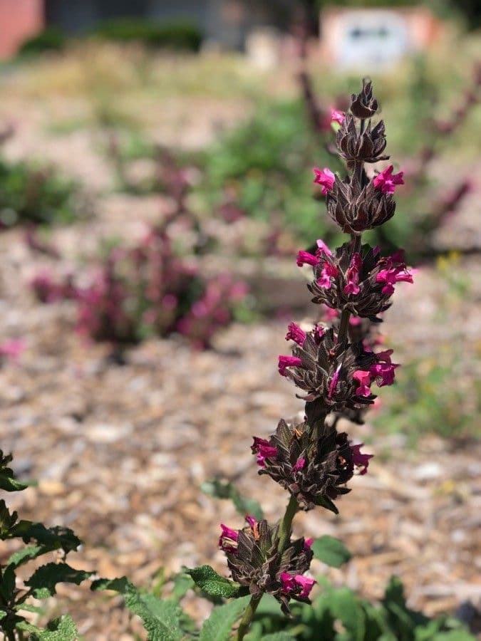 Salvia spathacea 5