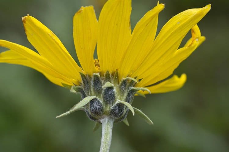 Grauer Balsamwurzel 2