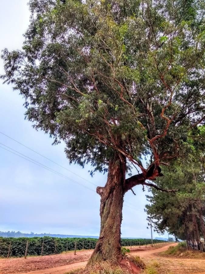 Eukalyptus