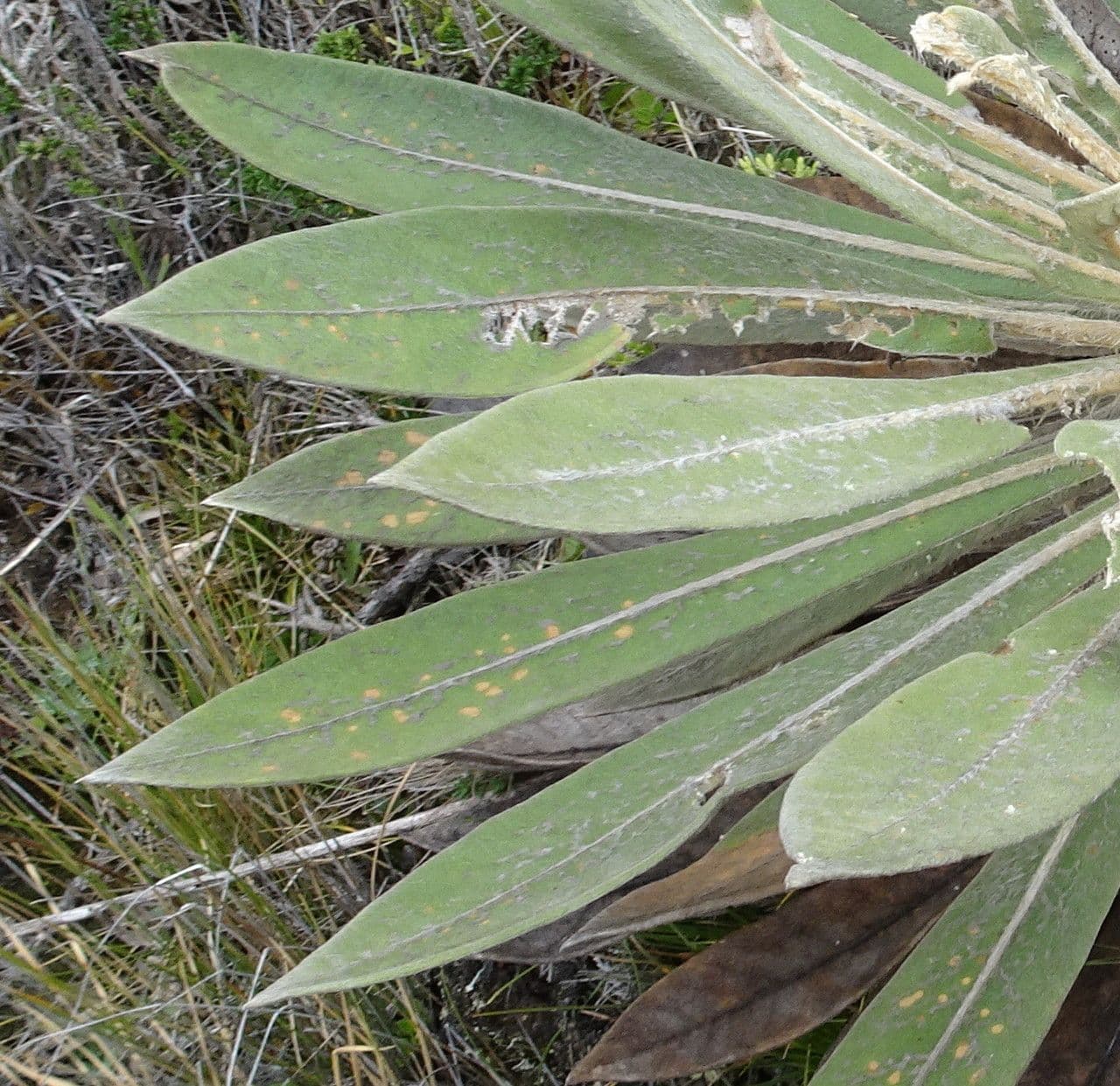 Espeletiopsis 7