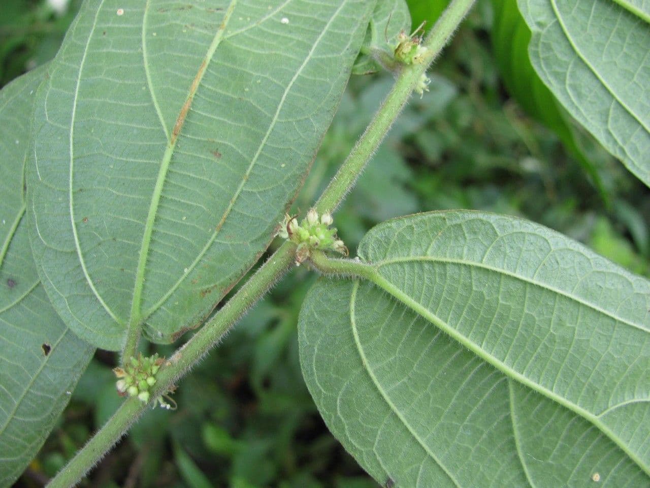 Pouzolzia 2