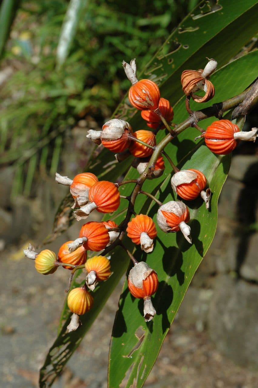 Alpinia zerumbet 4