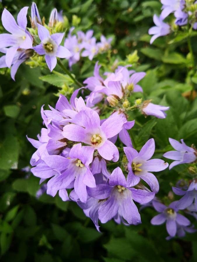 Campanula lactiflora 3