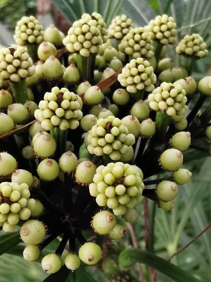 Osmoxylon 2