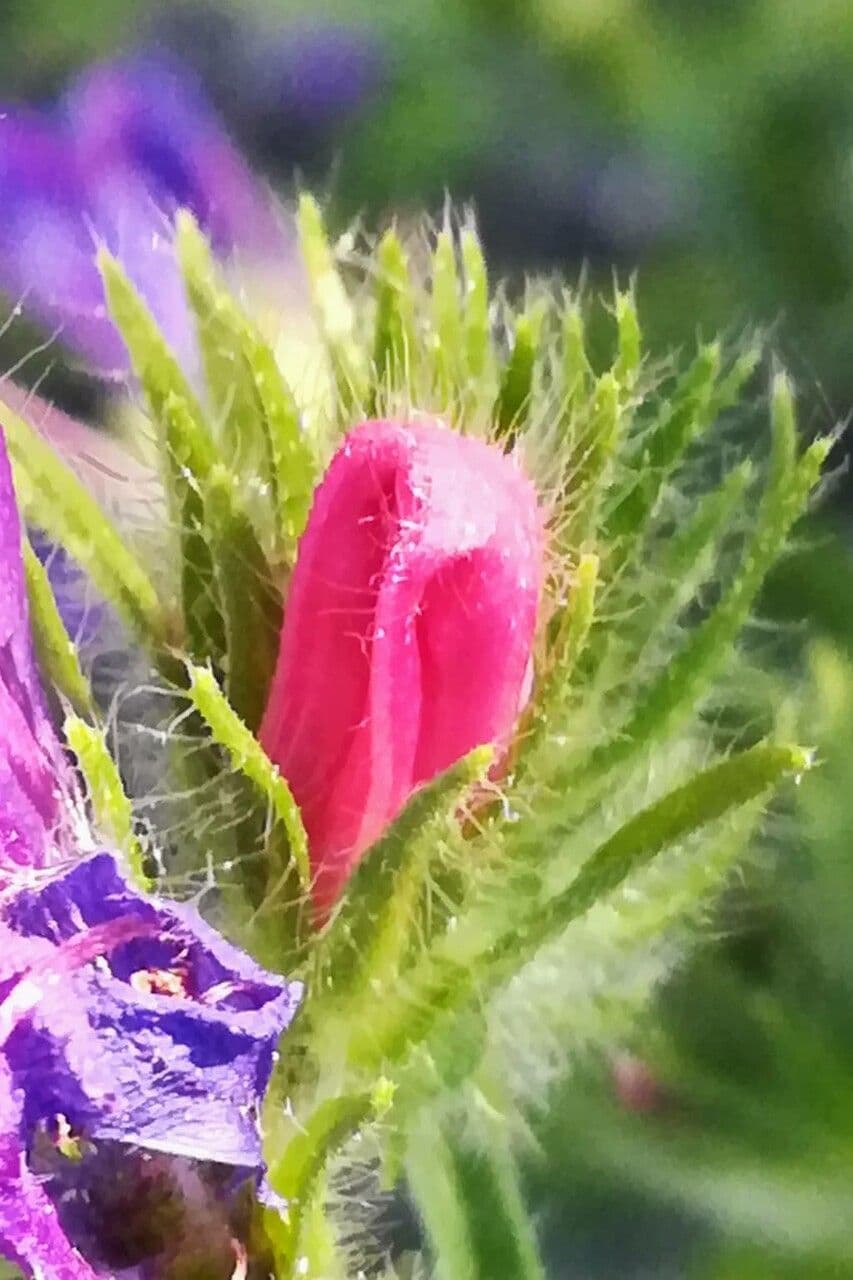 Echium rosulatum 23