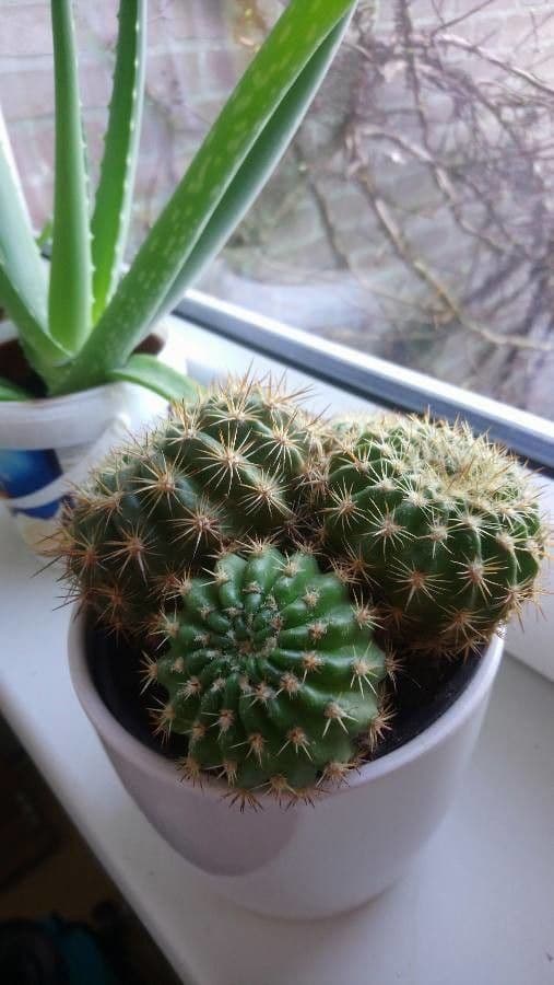 Cactus 4