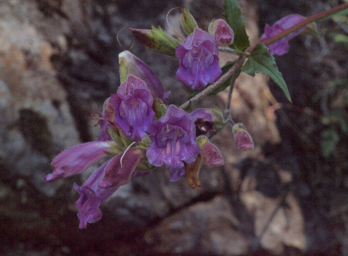 Wald-Bartzunge 4