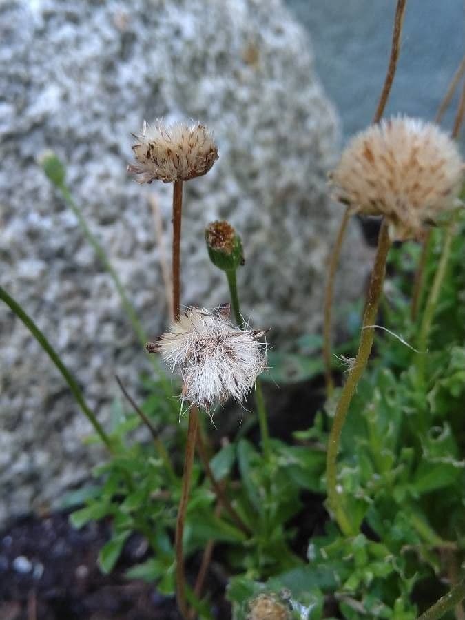 Félicia amelloides 2