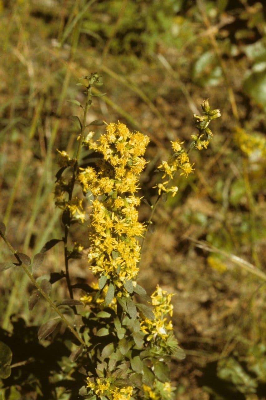 Verga d'oro 6