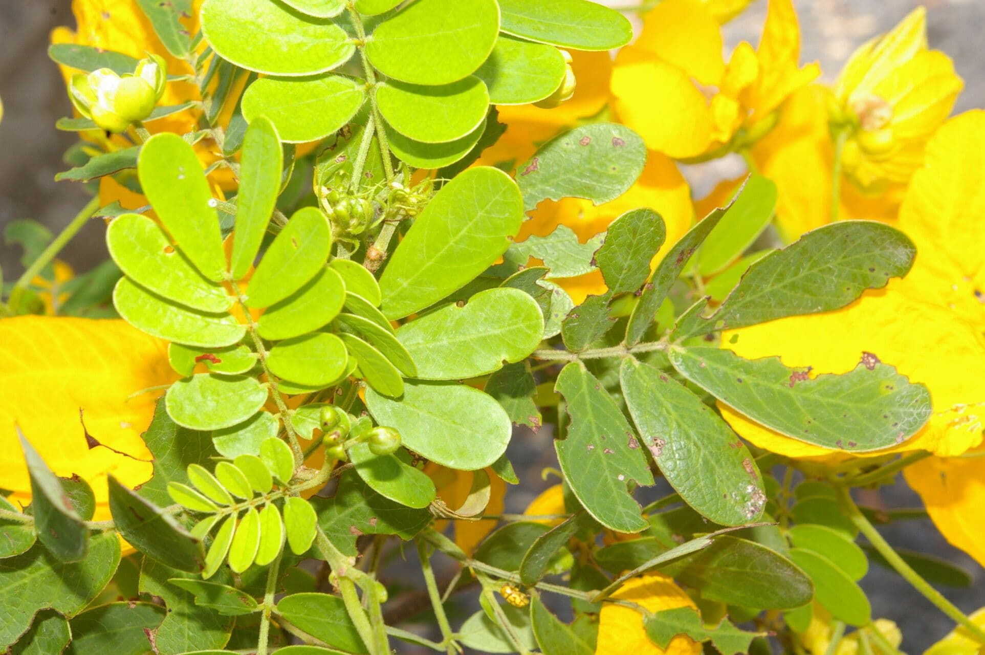 Senna 11