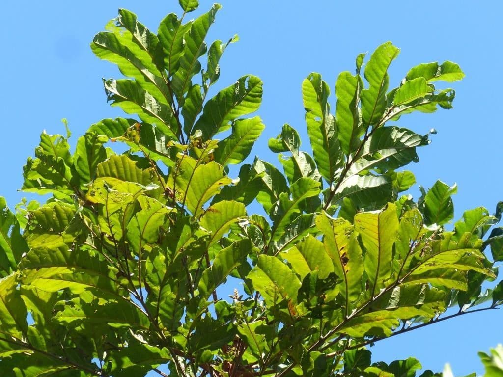Cupaniopsis 7