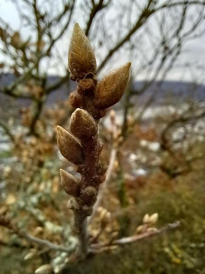 Quercia comune 28