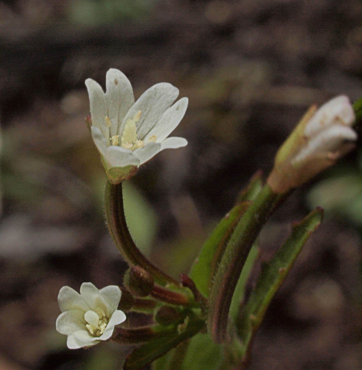 Epilobium lactiflorum 4