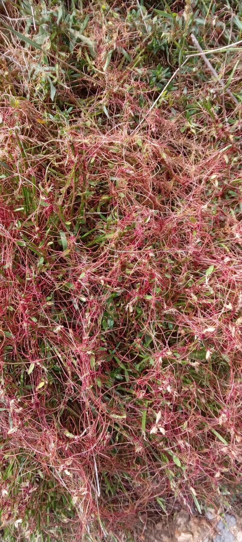Cuscuta del timo 13