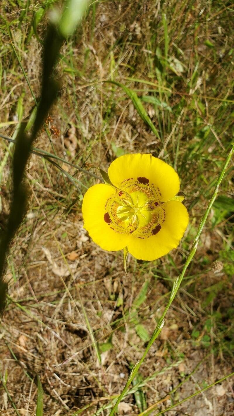 Calochortus luteus 10