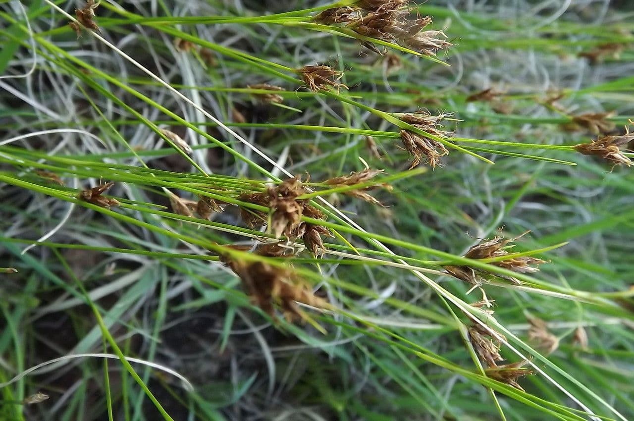 Rincoespora parda 6