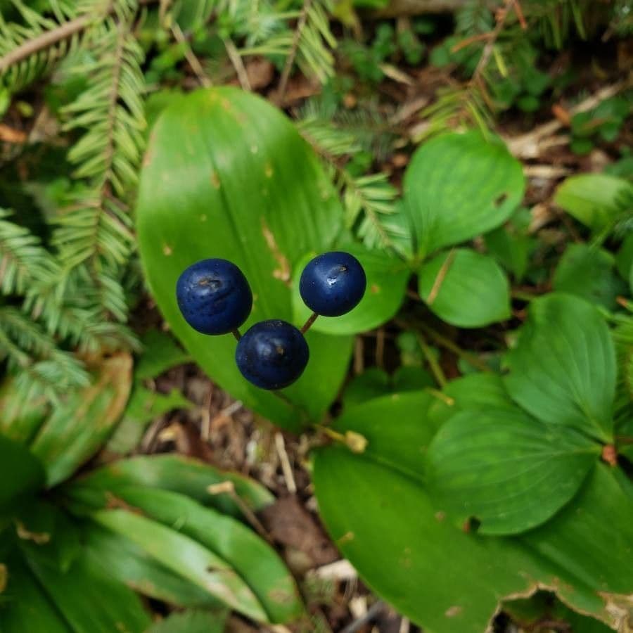 Clintonia boreale 2