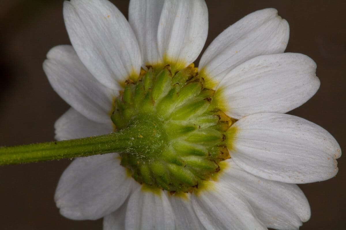 Camomilla marittima 23