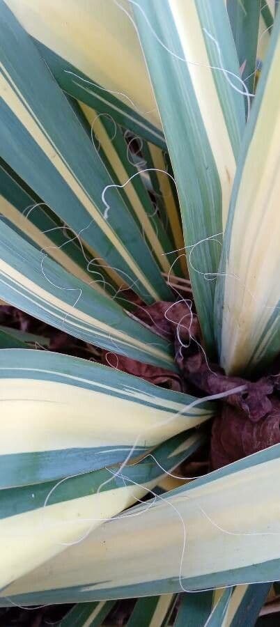 Schopf-Yucca 27