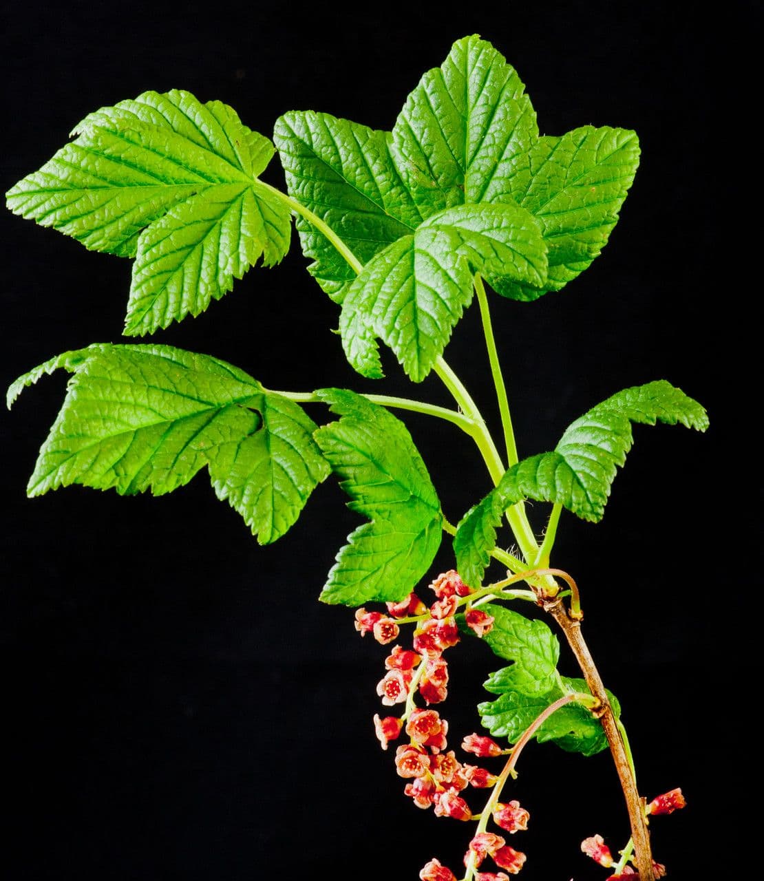 Ribes petraeum 23