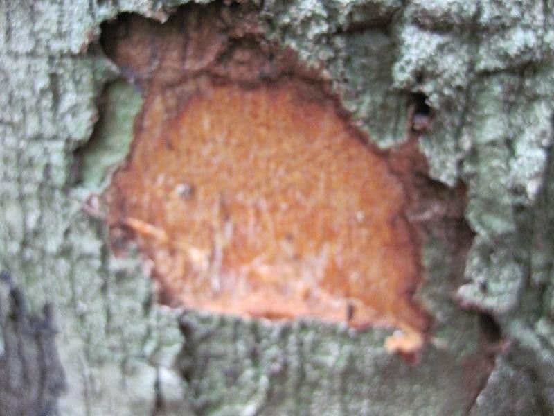 Dendrobangia 17