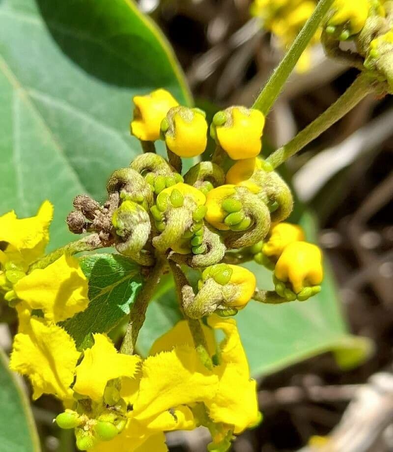 Stigmaphyllon 15