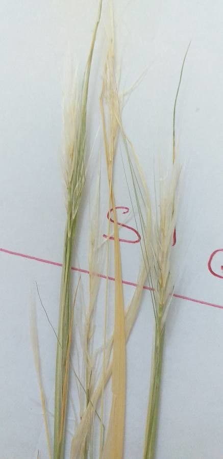 Stipa barbata 10