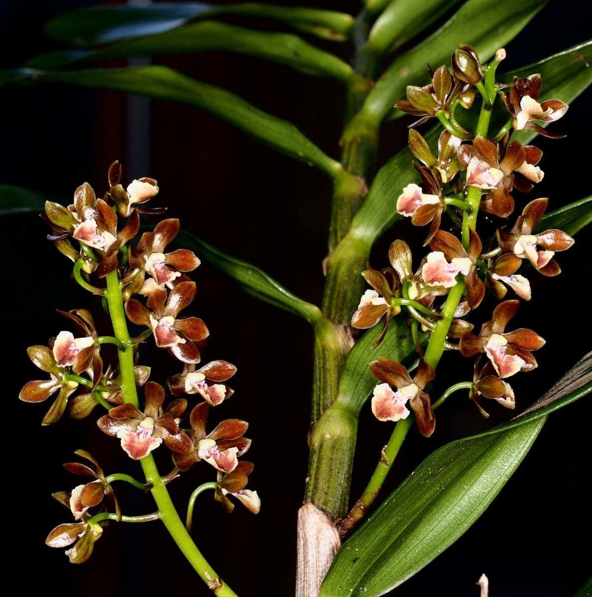 Dendrobium 6