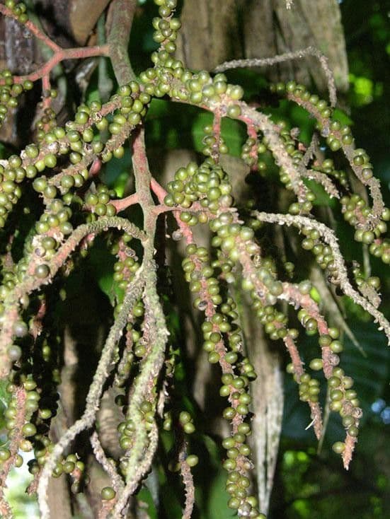Geonoma pinnada 5