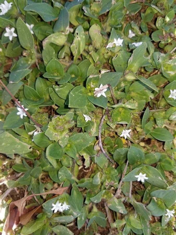 Richardia scabra 15
