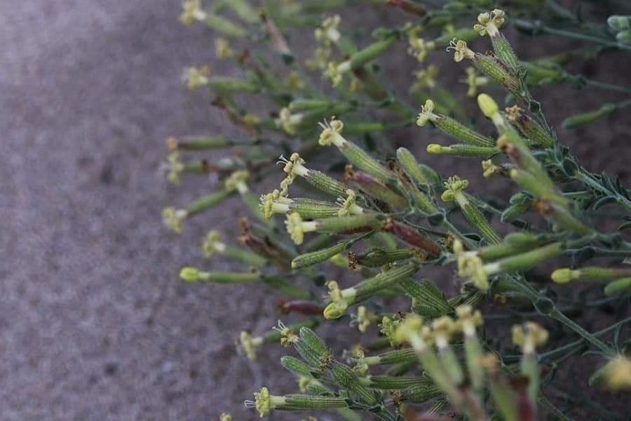 Silene 2