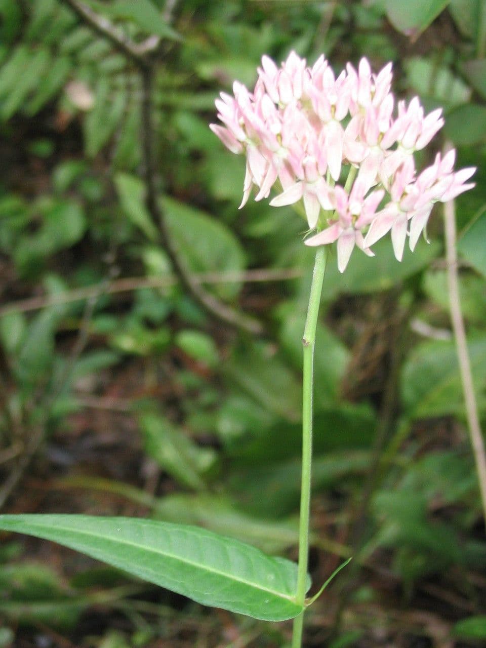 Asclepias rossa