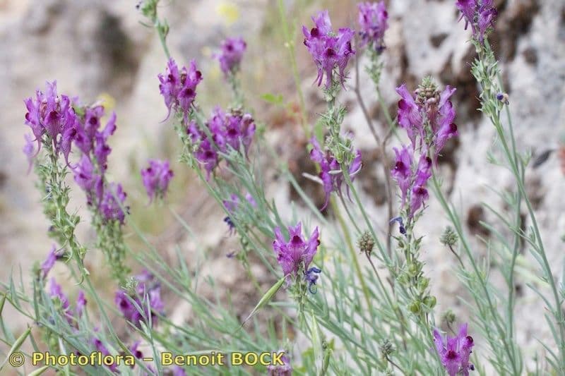 Linaria 8