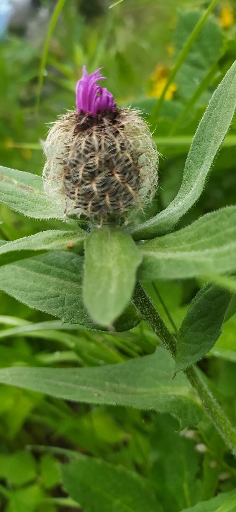 Centaurea nervée 23