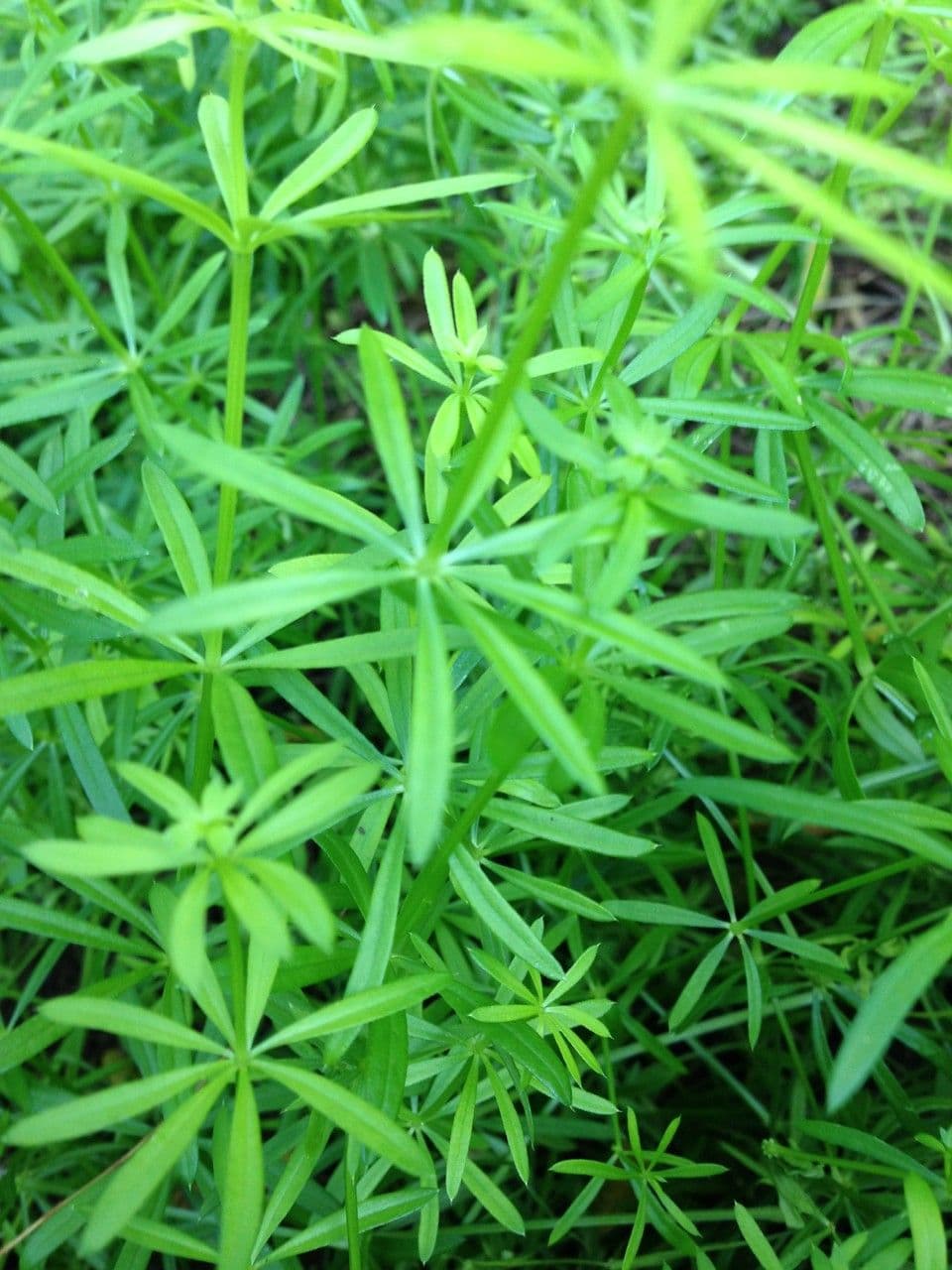 Galium 22