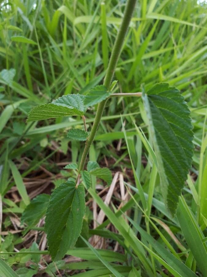 Pyramidenblume 22