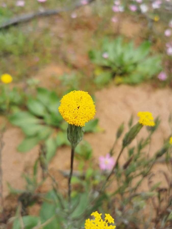 Chaenactis glabriuscula 6