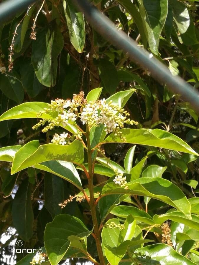 Citharexylum 10