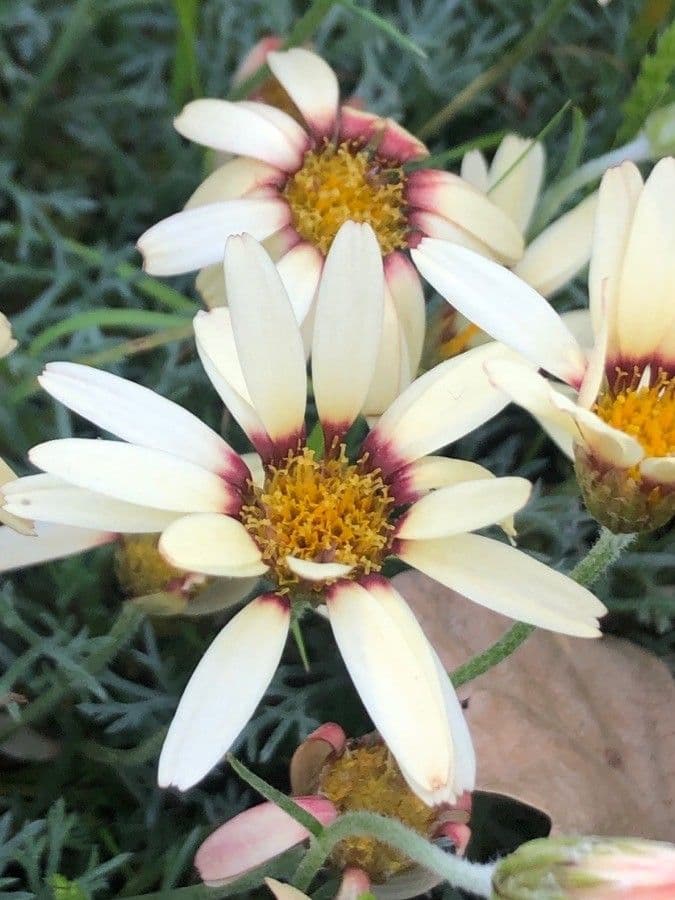 Rhodanthemum 2