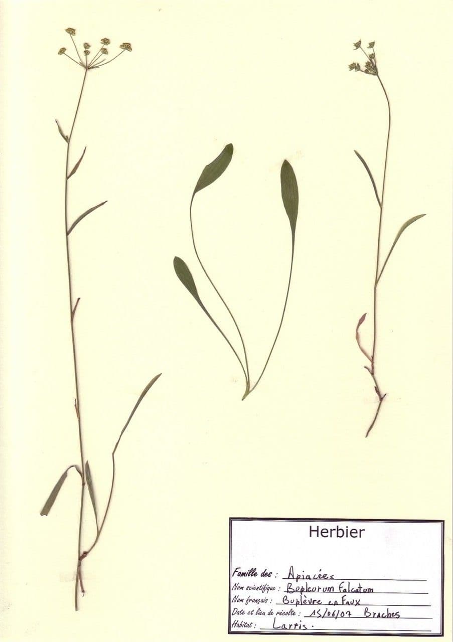 Bupleuro falcato 27