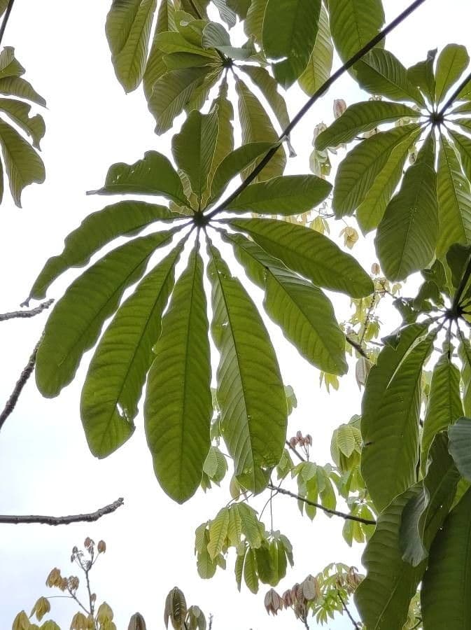 Cecropia 2