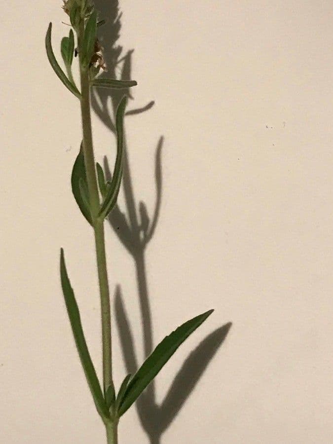 Veronica spigata 18