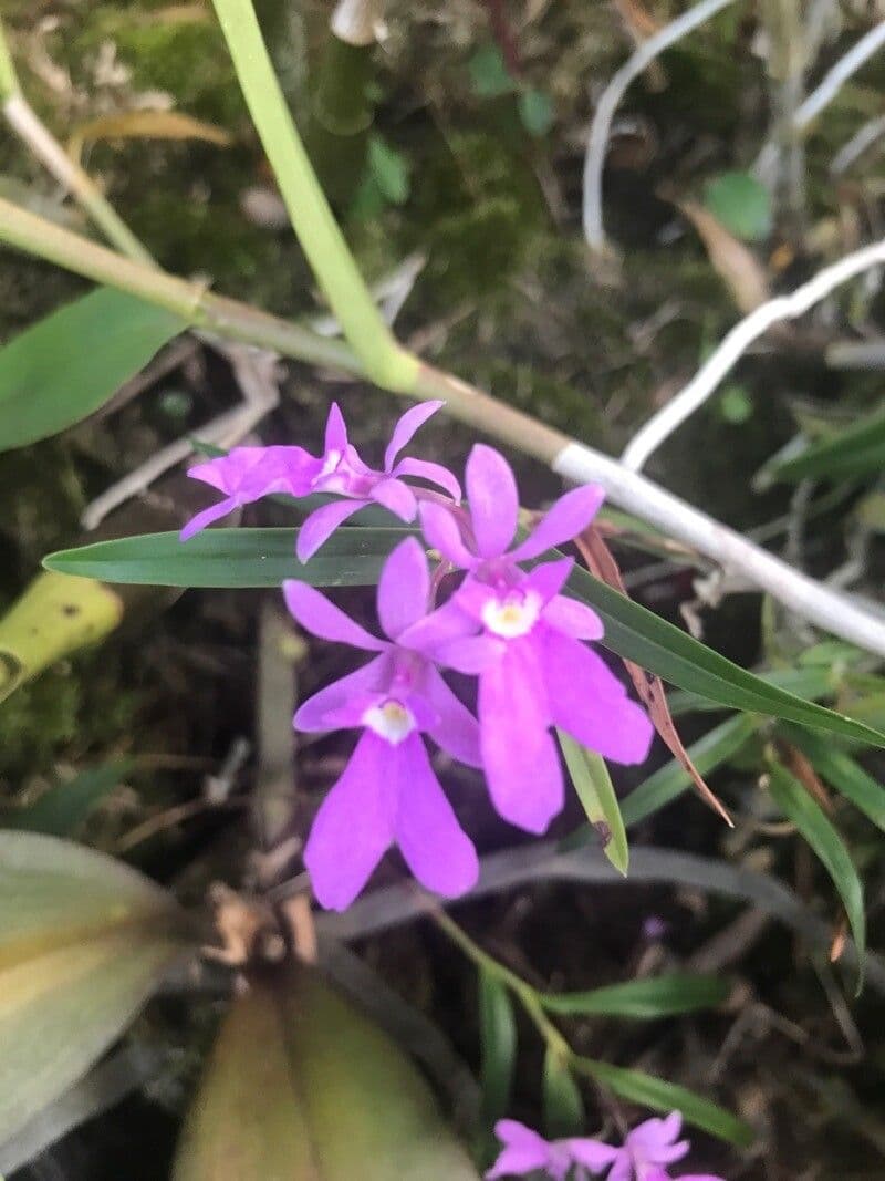 Epidendrum 5