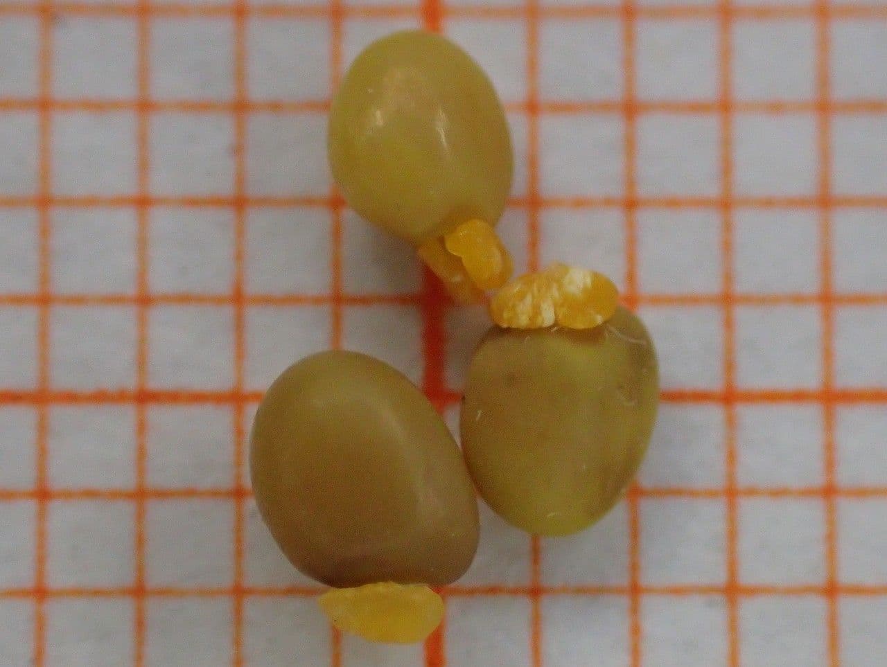 Ginestrone minore 29