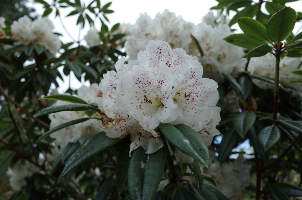 Różanecznik irroratum