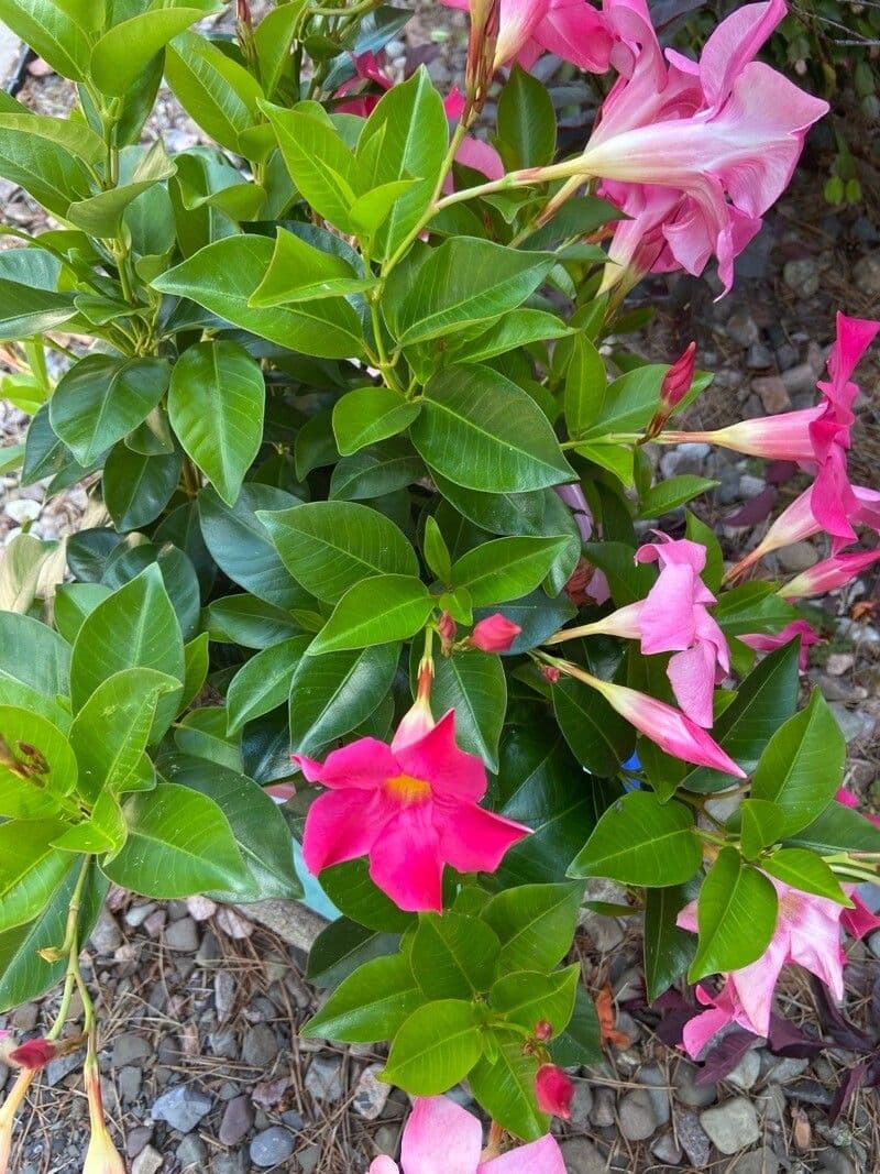 Mandevilla