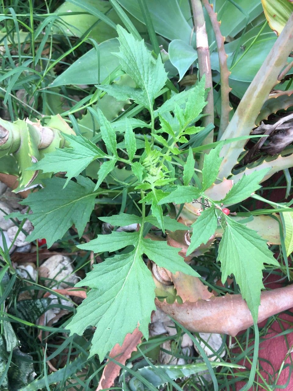 Erba bruciata valerianifolia 16