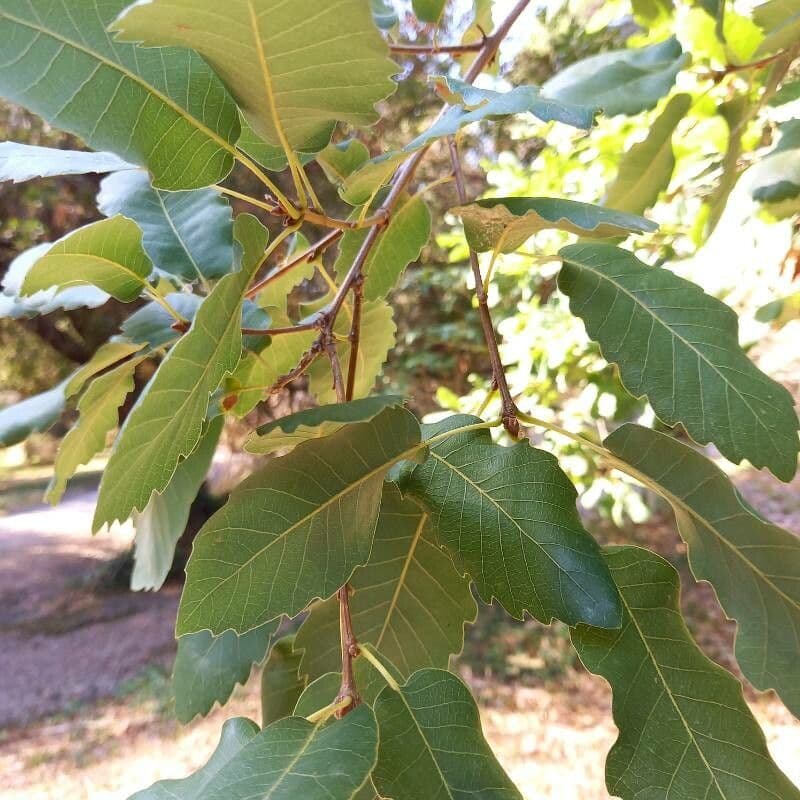 Quercia di Aleppo 9